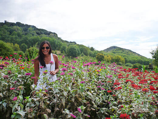U-pick flowers