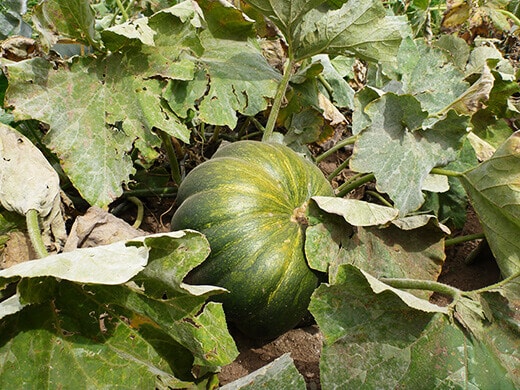 U-pick pumpkins