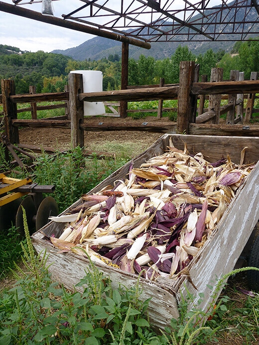 Corn harvest