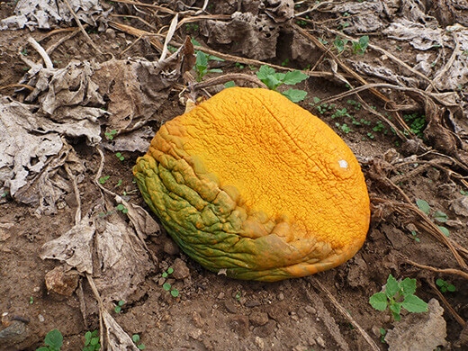 Deflated pumpkin
