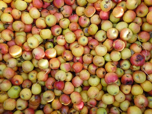 Fresh apples for cider