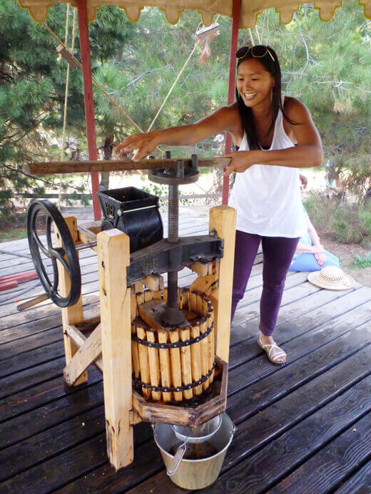 Crushing juice out of the apple pulp