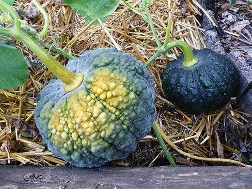 Black Futsu squash