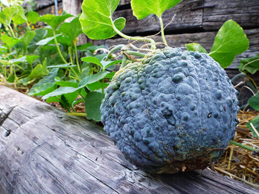 Maturing Black Futsu squash