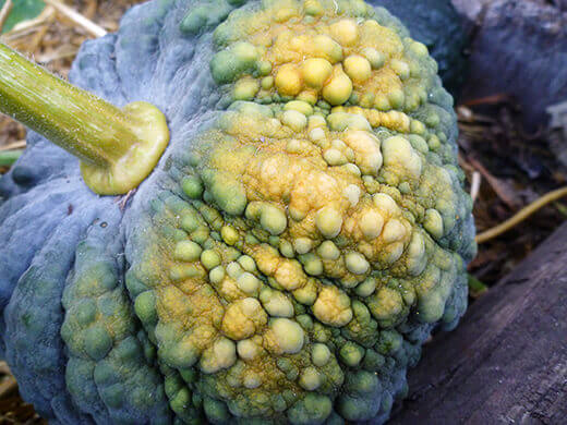 Maturing Black Futsu winter squash
