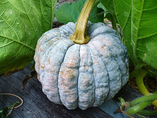Mature Black Futsu winter squash