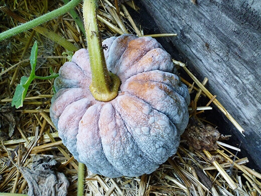 Black Futsu Japanese heirloom squash