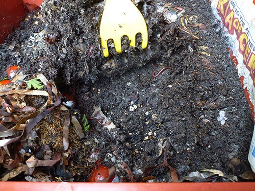 Raking back the humus in my Worm Factory 360 vermicomposting bin