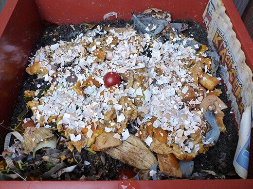 Kitchen scraps in the vermicomposter