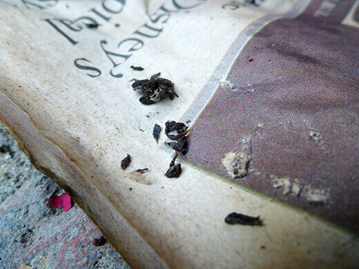 Worm castings, also known as worm poop