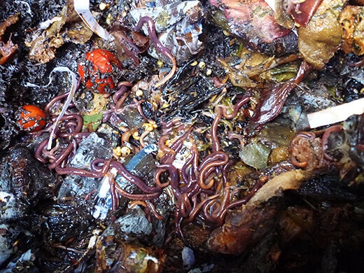 A healthy community of worms and microbes