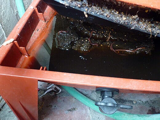 Leachate in the vermicomposter