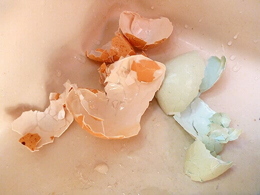 Shells slide off easily in large pieces