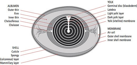 Diagram of an egg