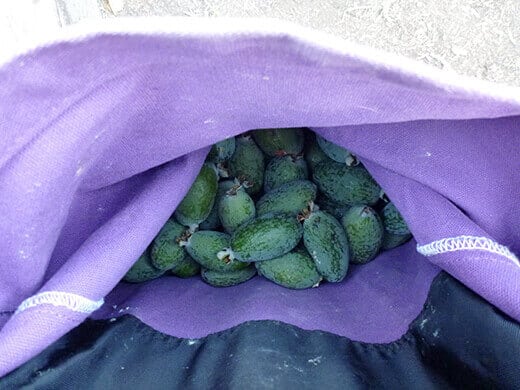 Pocket full of feijoas