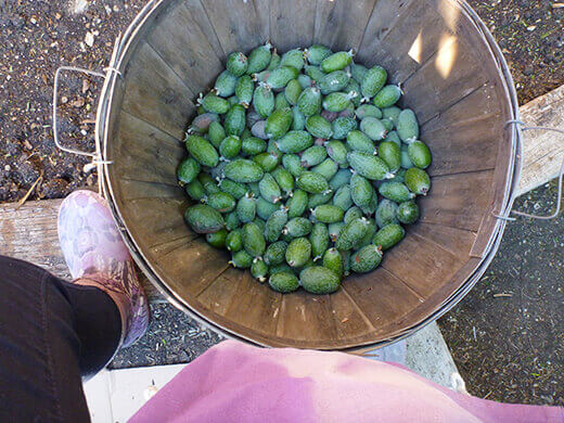 Easy harvesting of feijoas