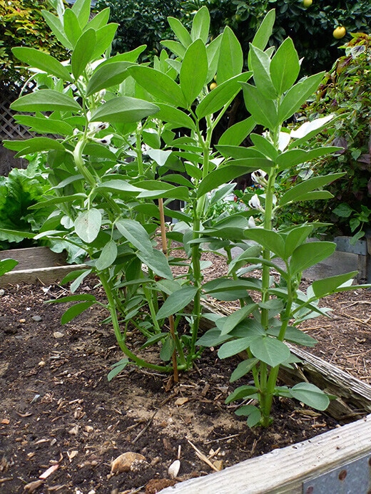 Mature fava bean plants