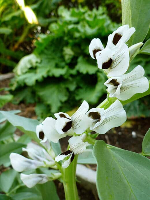 Fava flowers