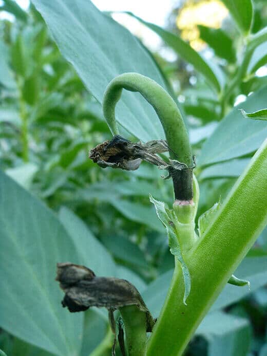 Immature fava bean pod