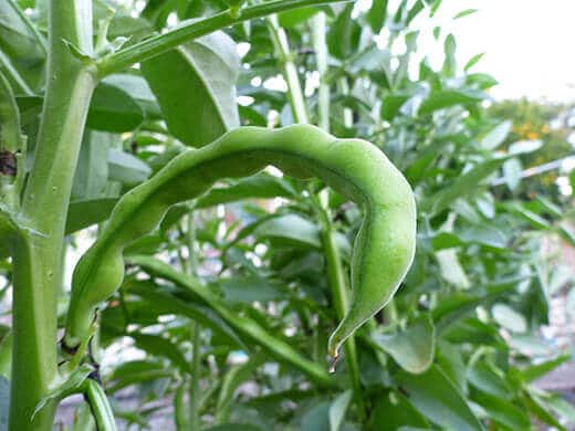 Mature fava bean