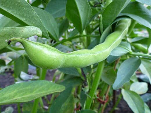 Mature broad bean