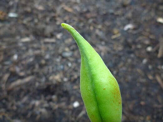 Start peeling the pods on one end of the bean