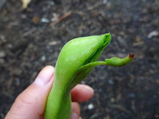 Peel the broad bean from one end