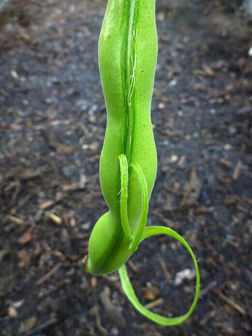 Split the fava bean along its seam