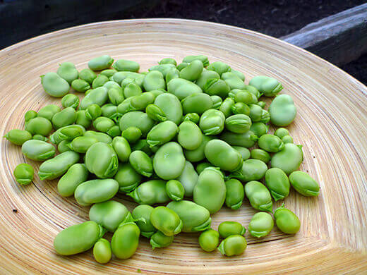 Shelled fava beans