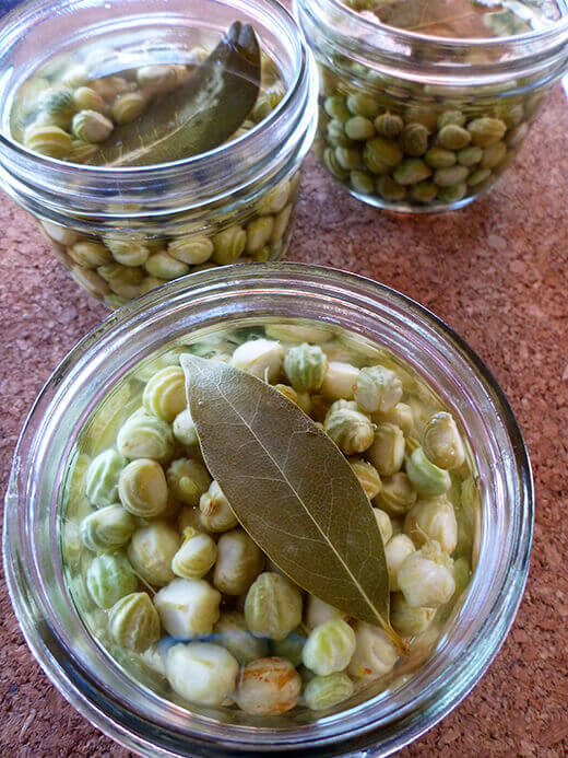 Poor man's capers: pickled nasturtium pods