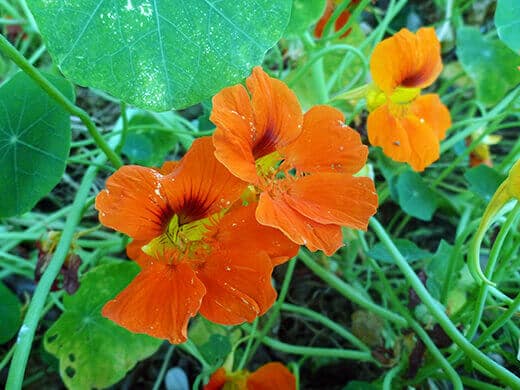 Nasturtium flowers