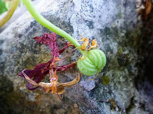 Young nasturtium seed pod