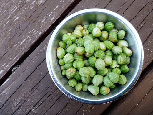 Harvested nasturtium pods