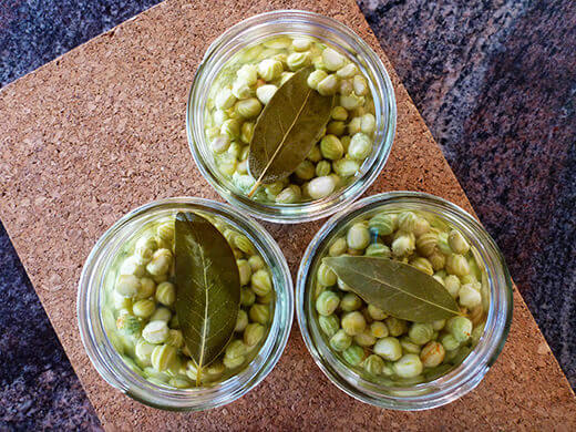 Pickled nasturtium seed pods
