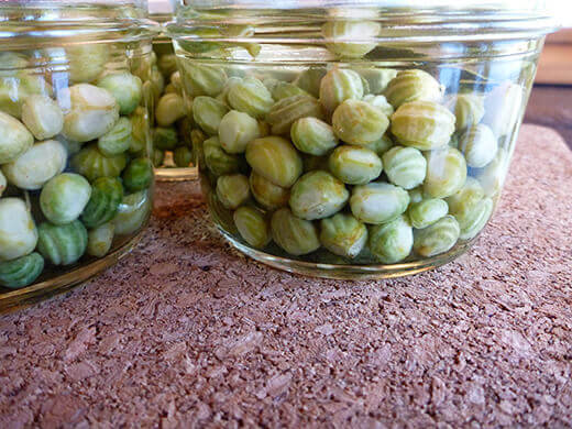 Pickled nasturtium capers