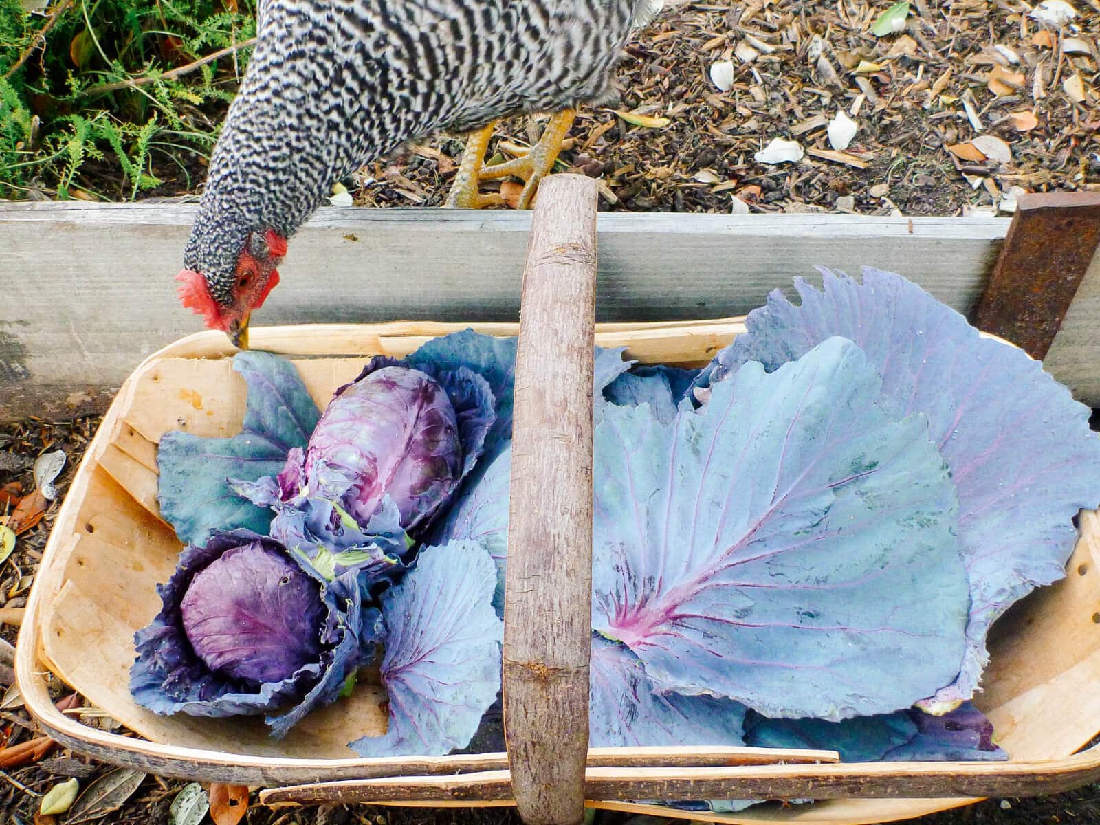 Let grains and seeds sprout naturally in the run