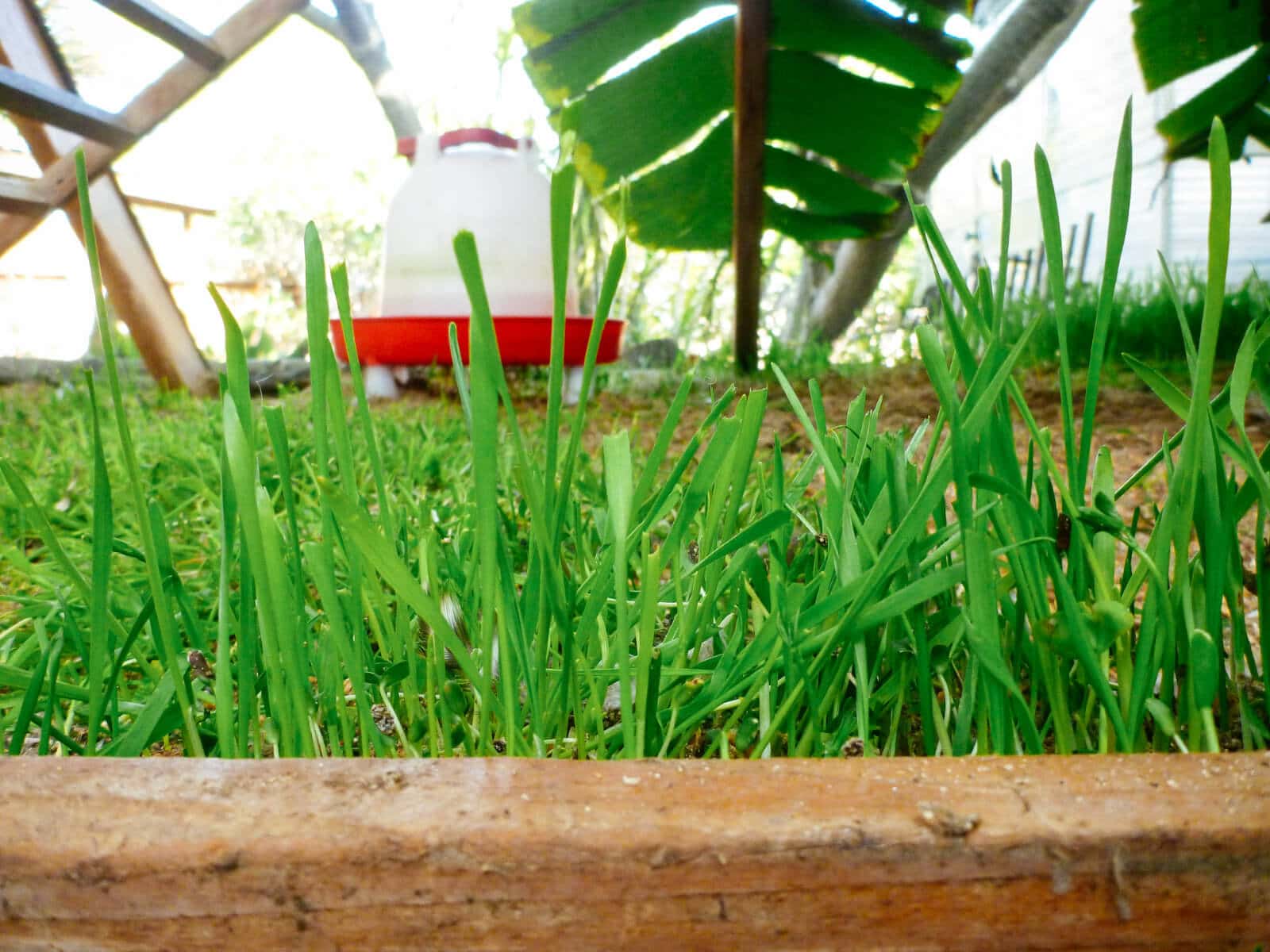 Sprout grains in your chicken run for a makeshift pasture