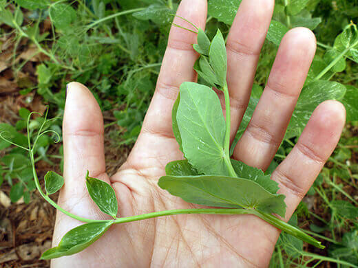 Pea shoot