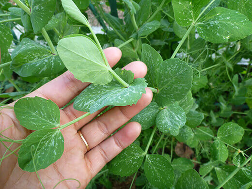 Harvest the tip of the pea shoot after the second or third set of leaves