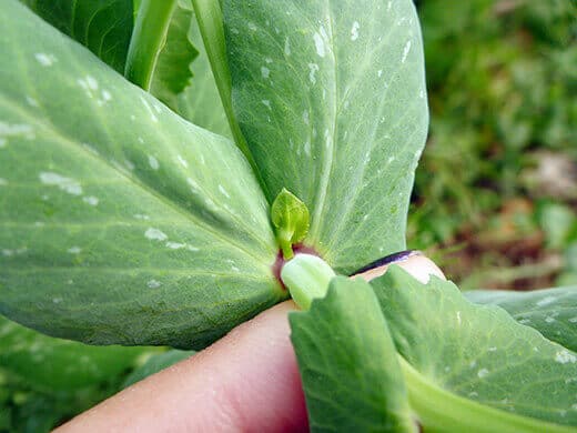 Leaf node on a pea shoot