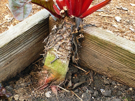 Swollen chard root