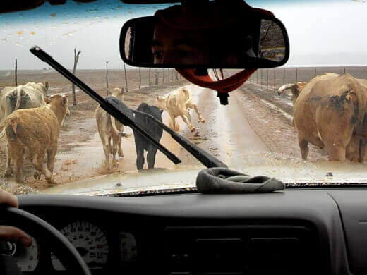 A running with the cows, Baja-style