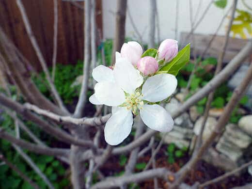 Apple blossoms