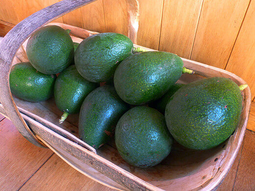 Avocados