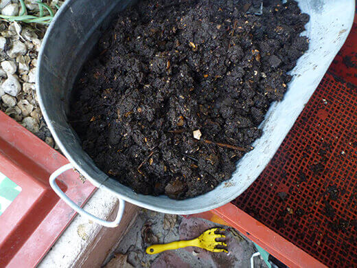 Worm compost