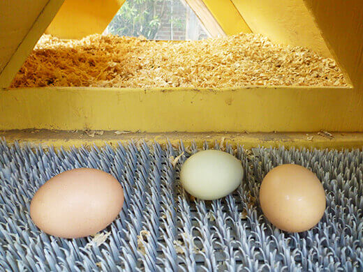 Fresh eggs