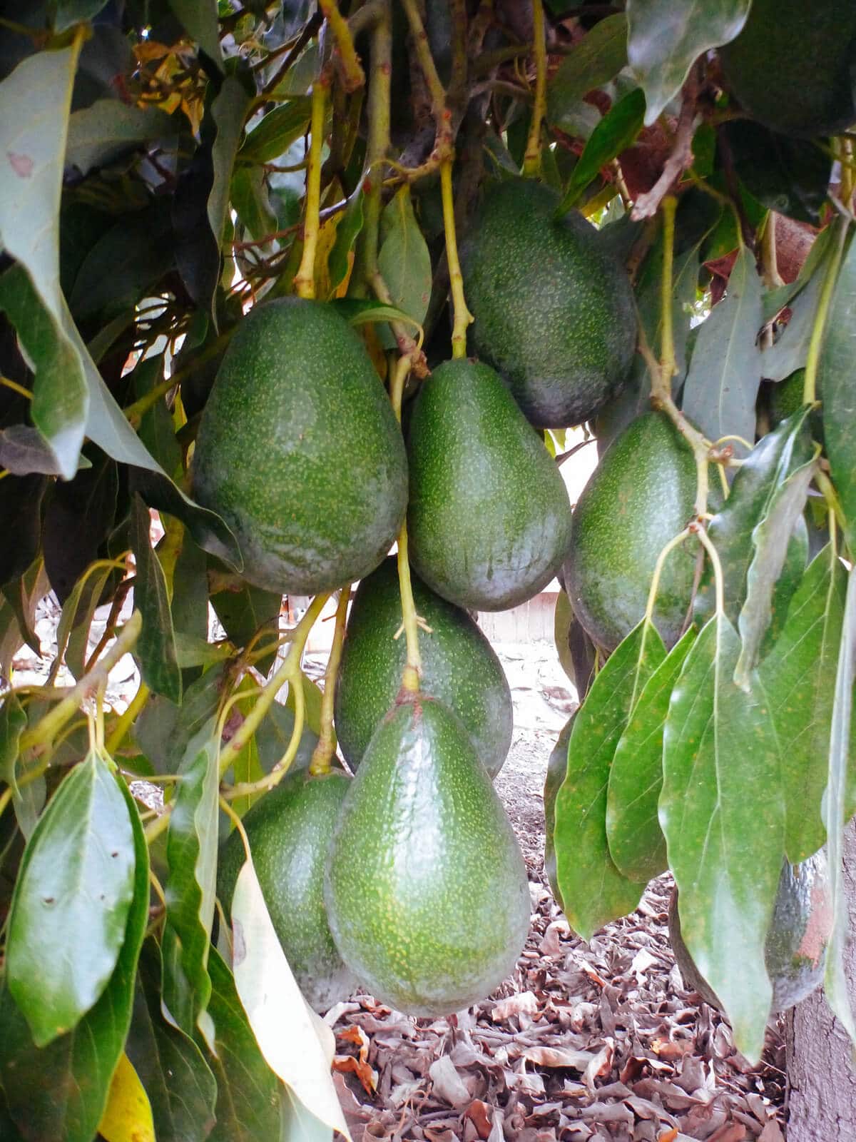 Mature Hass avocados
