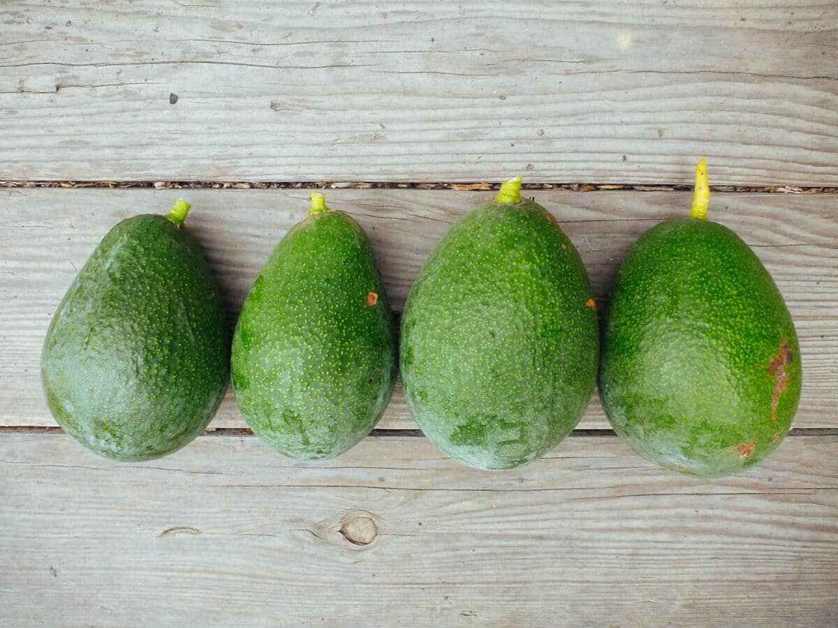 Winter avocado harvest