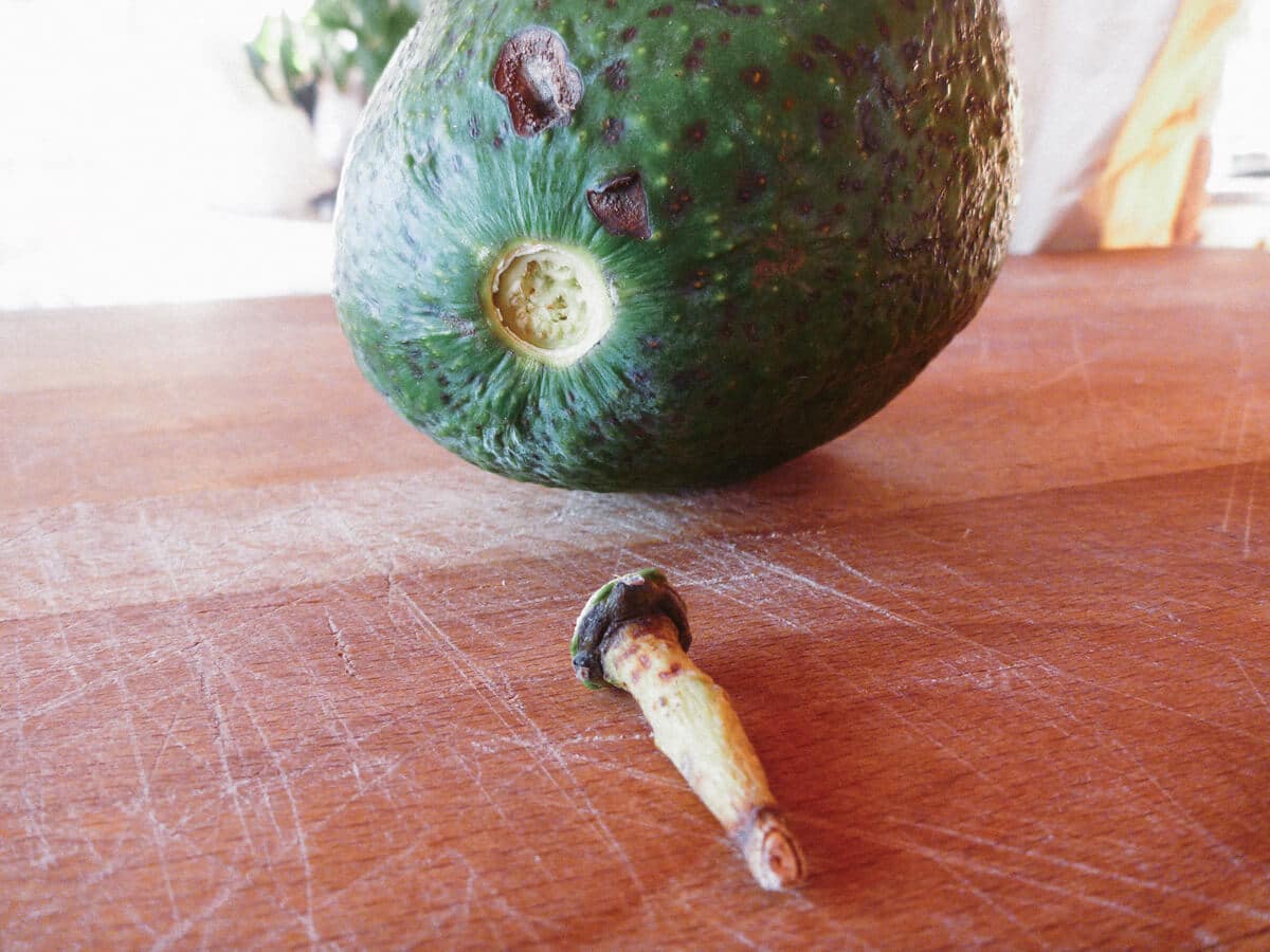 Avocados are ripe when the stems pull off easily