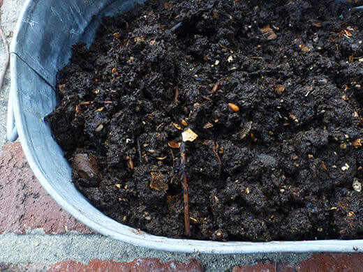Finished worm compost